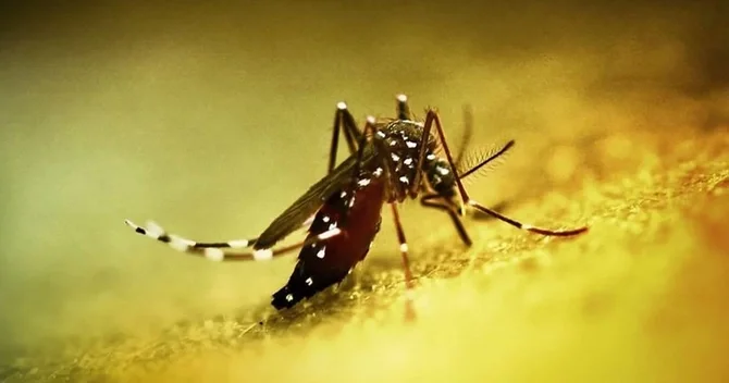 Çində yeni virus YAYILIR