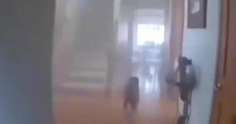 Пёс не захотел выходить из горящего дома без поводка ВИДЕО