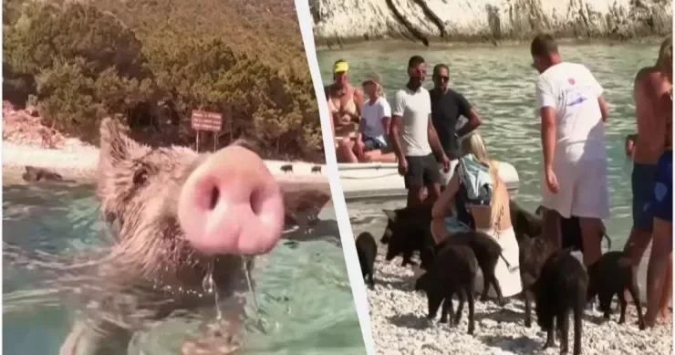Nə otel var, nə kafe bu adaya turistlər donuzlara görə gəlirlər