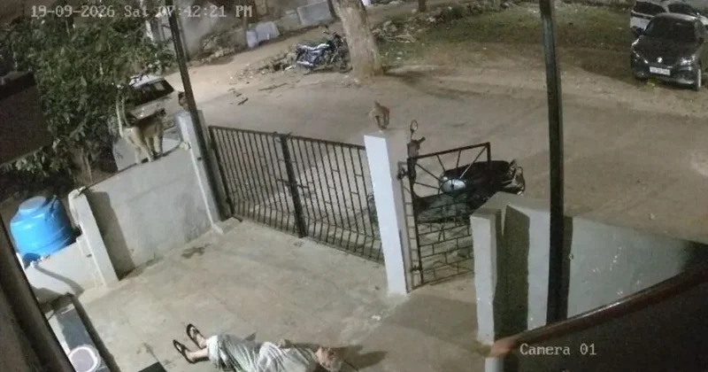 Meymun tanınmış yazıçının həyat yoldaşını öldürdü Hücumun anbaan görüntüsü