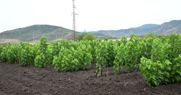 QDF Xocalıda tut bağının salınmasına vəsait ayırıb