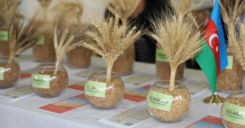 Cəlilabadda Aqrar Biznes Festivalı və toxum sərgi satış yarmarkası keçirilib