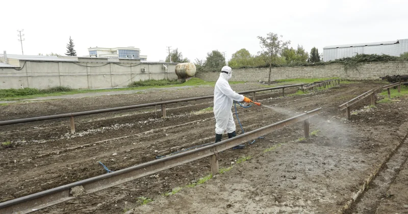 Heyvan satışı bazarlarında dezinfeksiya tədbirləri aparılır