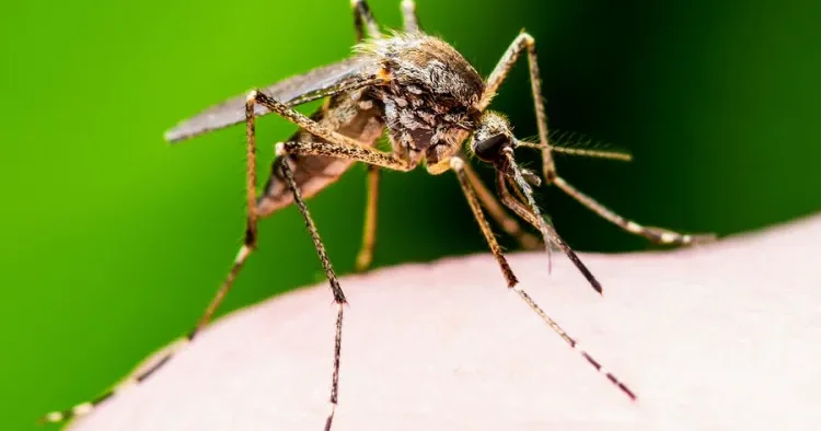 Ağcaqanad tüpürcəyi virus infeksiyalarına qarşı KÖMƏK EDİR