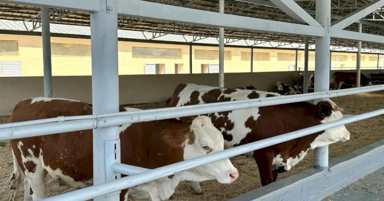 Dabaq xəstəliyinə qarşı peyvəndləmə prosesi aparılır KONKRET