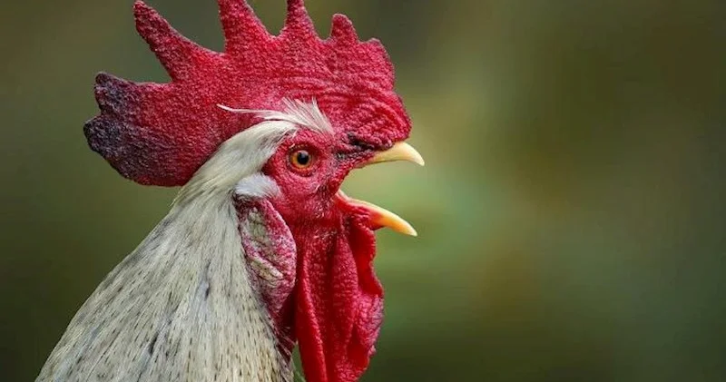 ABŞ də bu şəhərin sakinlərinə xoruz saxlamaq qadağan edildi