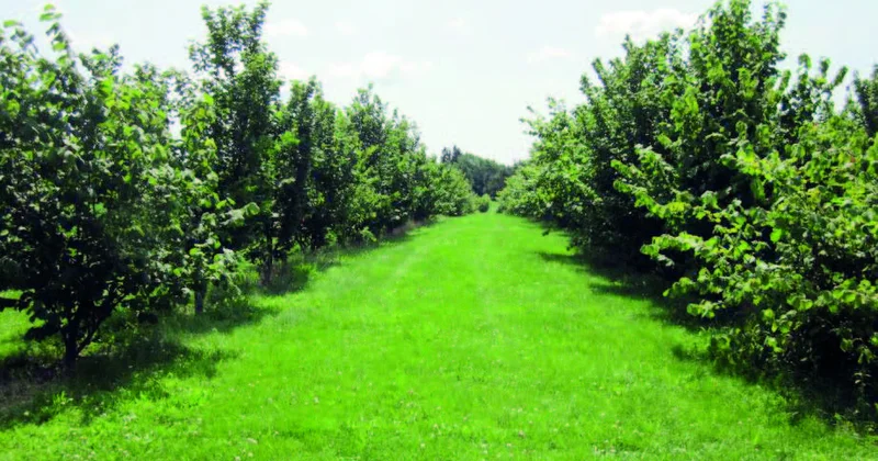 Fındıq bağlarının barı boldur