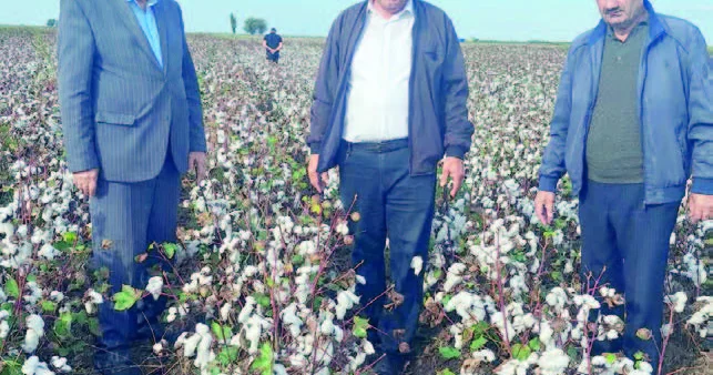 Biləsuvar çölləri ağ örpəyə bürünüb