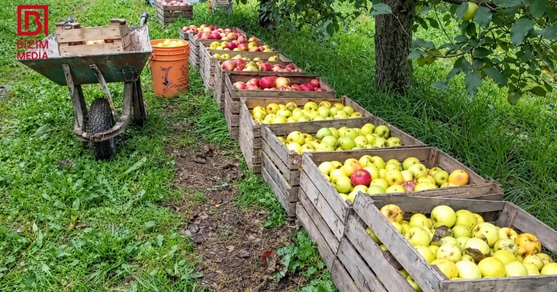 Qubada alma ağacları kütləvi şəkildə kəsilir VİDEOREPORTAJ