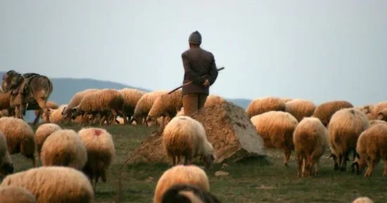 Çobanı qaytarmalıyıq Baş nazir