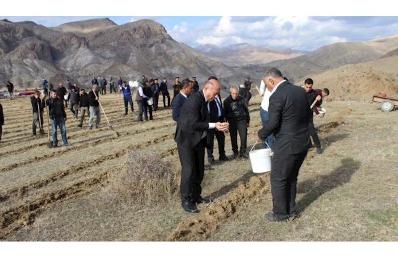 COP29 çərçivəsində Ordubadın Tivi kəndində meşəcinsli ağacların toxumlarının əkini aparılıb FOTOLAR