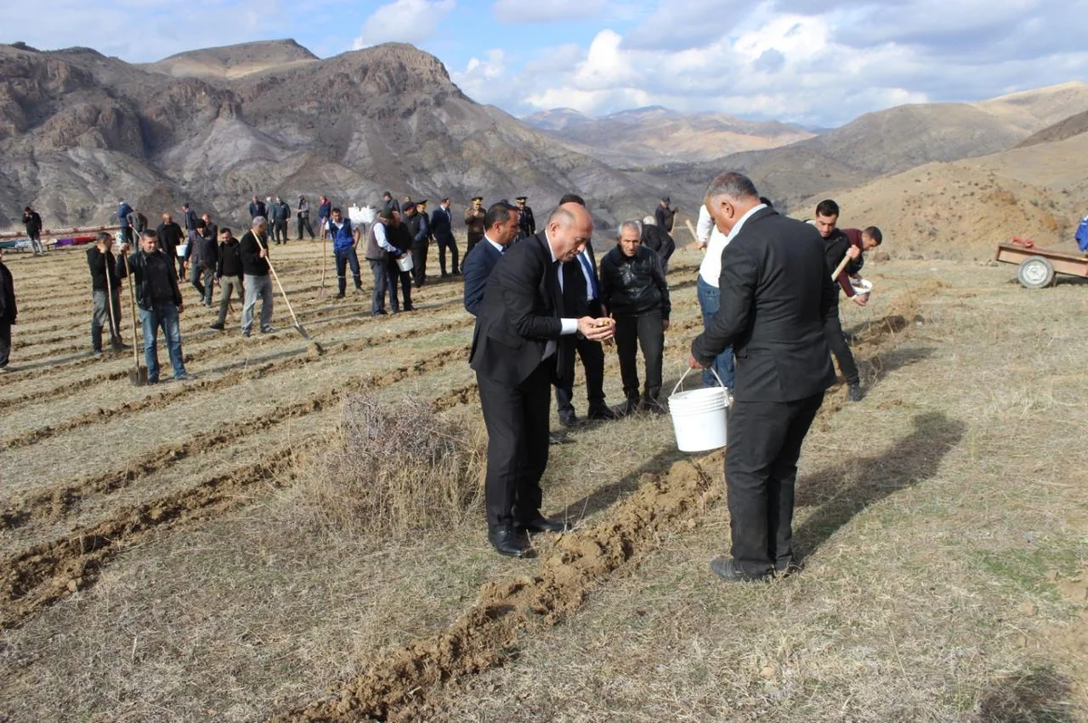 COP29 çərçivəsində Ordubadın Tivi kəndində əkin aparılıb