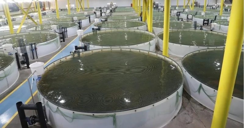 Ekologiyadan kənd təsərrüfatına keçid Struktur dəyişikliyi nə vəd edir? RƏSMİ AÇIQLAMA