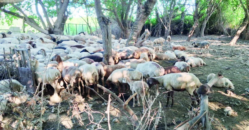 Zəngilanlılar torpağa da can verirlər