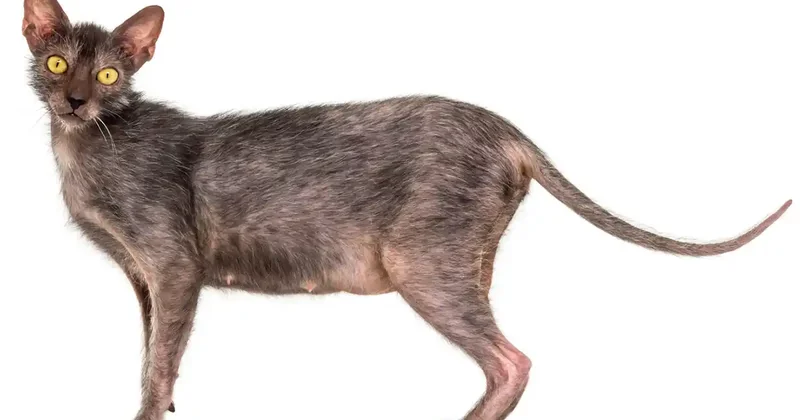 Ən nadir 5 pişik cinsi