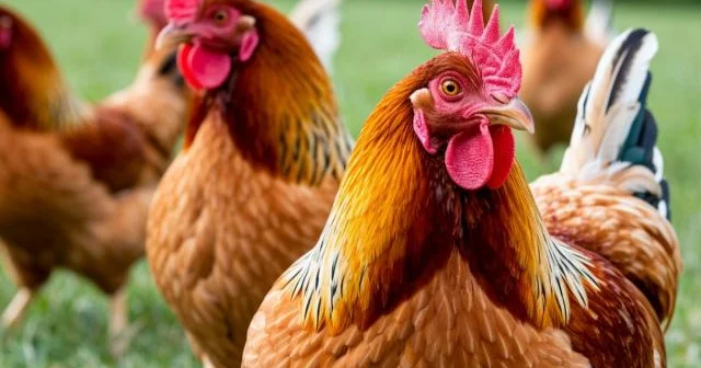 Quş qripi yaxınlaşırmı? ABŞ da ilk ölüm hadisəsi qeydə alınıb...