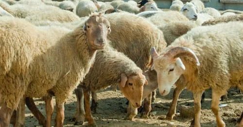 Qoyunu qamçı ilə döyən çoban cəzalandırıldı