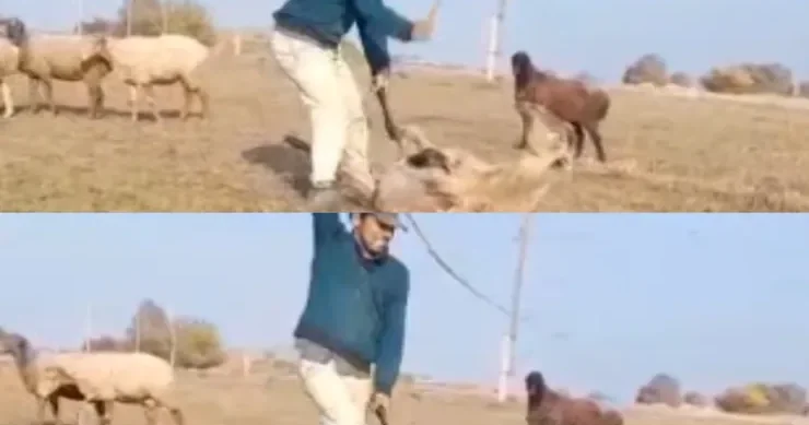 Samuxda qoyunu vəhşicəsinə döyən saxlanıldı