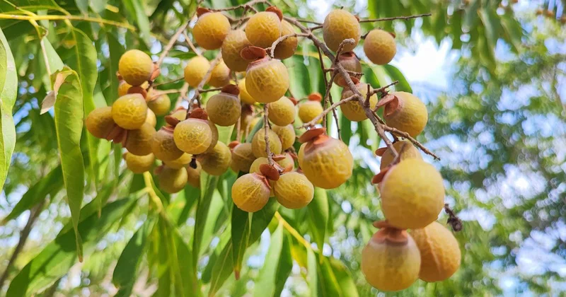 Həm meyvədir, həm yuyucu vasitə