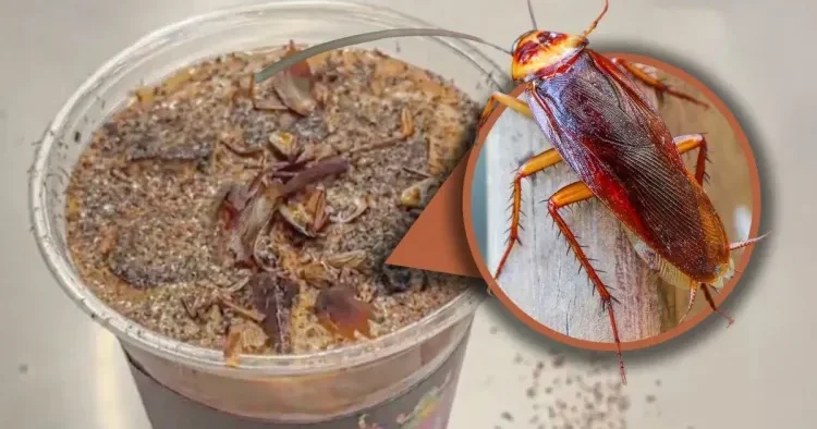 Çində həşəratlarla zəngin qəhvə satışa ÇIXARILDI