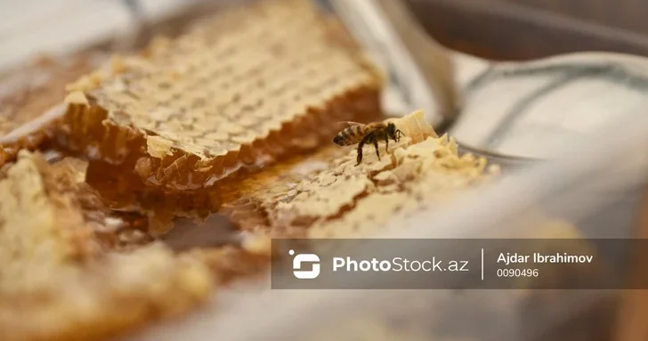 Пчелиная катастрофа: как массовые болезни уничтожают пасеки Загаталы
