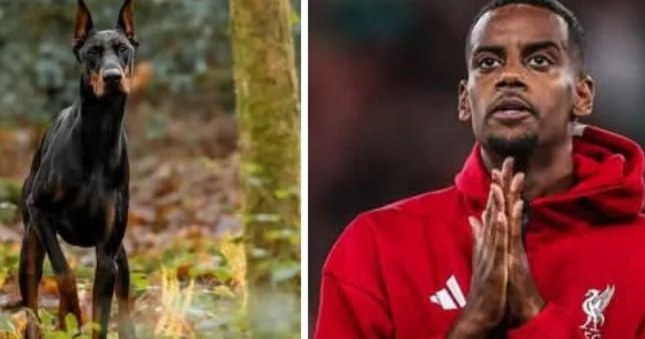 Ölümlə hədələndiyi üçün it aldı