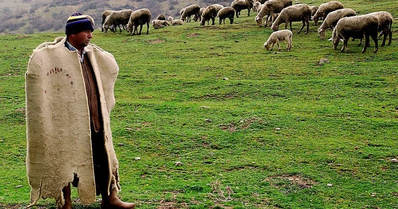 Heyvanla rəhmsiz davranan çoban məsuliyyətə cəlb edildi