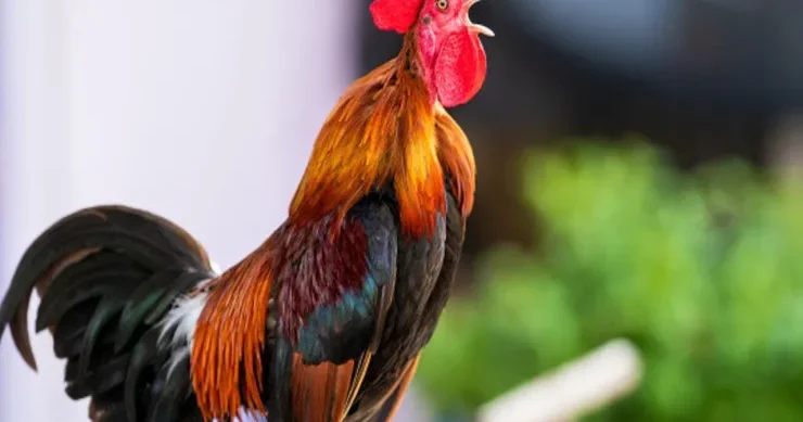 Xoruzlar səhər niyə banlayır? Bunun Günəşlə nə əlaqəsi var?