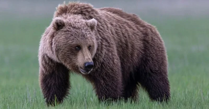 В Канаде в результате нападения медведя пострадали 11 человек