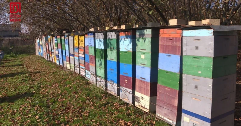 Zaqatalada arılar kütləvi halda MƏHV OLUR Karantin tətbiq olunacaq? FOTO