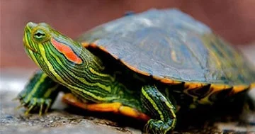 Tısbağaların sirli bir super gücə sahib olduğu kəşf edilib…