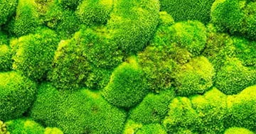 Mamırın kosmos vakuumunda doqquz ay sağ qaldığı aşkar edilib...