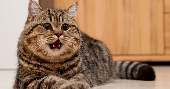 Кот по кличке Гэри стал причиной судебной тяжбы на 25 тысяч долларов