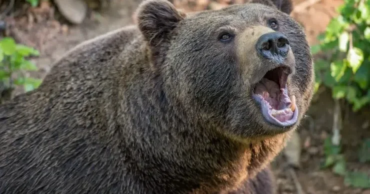 Ayı aşpaza hücum etdi, amma o, işini dayandırmadı VİDEO