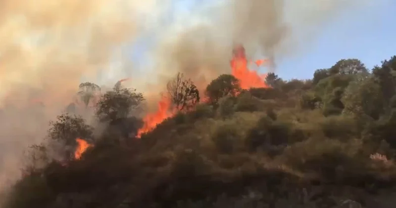Правительство Ирана обратилось с призывом о международной помощи в борьбе с лесными пожарами Minval Politika