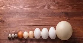 Toyuq,yoxsa bildirçin yumurtası Hansı faydalıdır? Fərqləri