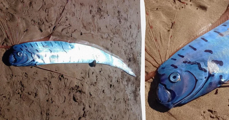 Tasmaniya çimərliyində nəhəng fəlakət xəbərçisi aşkar edilib