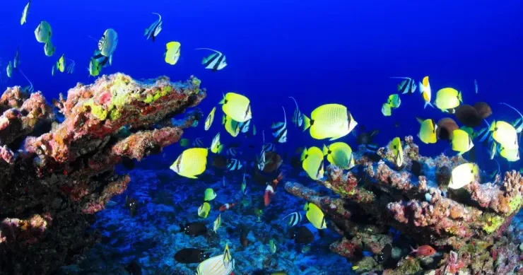 Dünyanın ən zəhərli 6 balığı FOTO