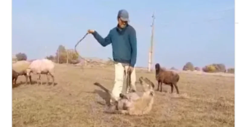 Полицейские задержали пастуха за жестокое обращение с животными Minval Politika