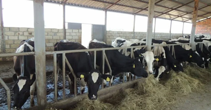 “Ət bazarında qiymət təzyiqləri davam edəcək”