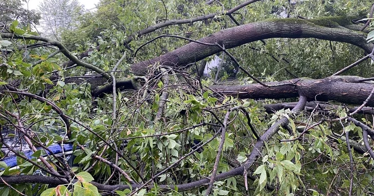 В габалинском лесу дерево насмерть придавило мужчину