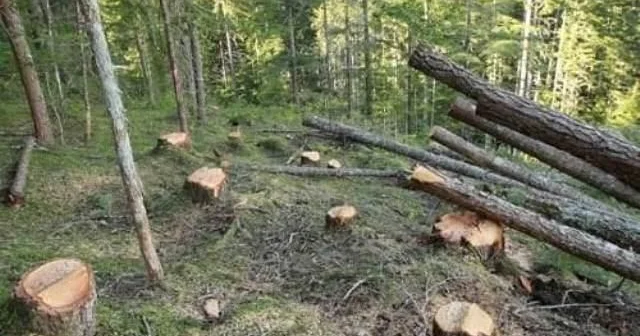 Kəsdiyi ağac üstünə aşdı, öldü