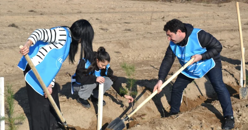 Лейла Алиева организовала акции по посадке деревьев Minval Politika