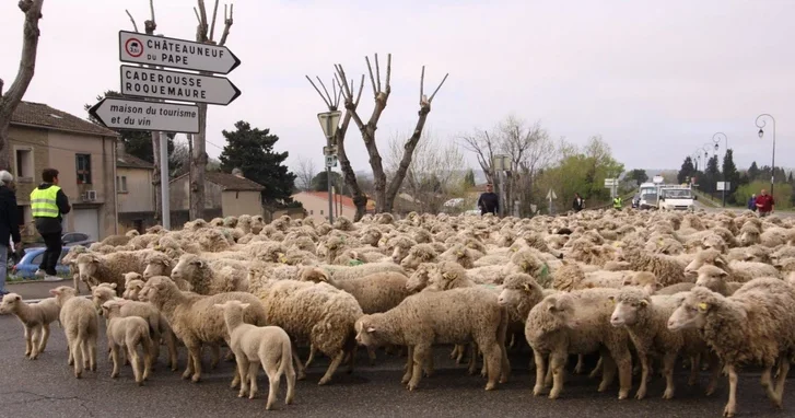 Сотни овец на митинге: французские фермеры бастуют из за массового забоя скота