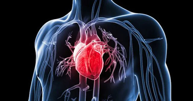 Ürək xəstəliklərinə qarşı yeni müdafiə mexanizmi aşkarlandı