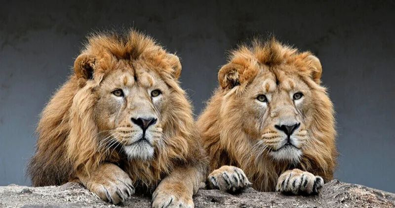 İnsanları məqsədli şəkildə ovlayan heyvanlar hansılardır?