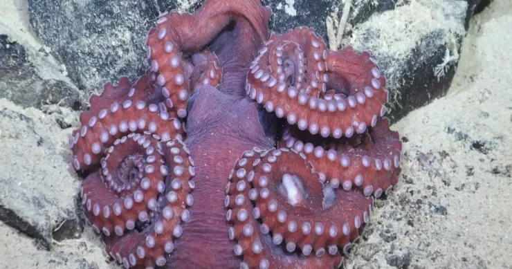 Ürək dayanır, amma həyat davam edir: osmionqun sirri nədir?