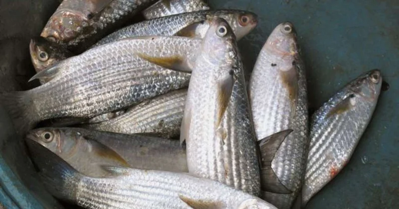 Balıq yetişdirən sahibkarlara şad xəbər Güzəşt ediləcək