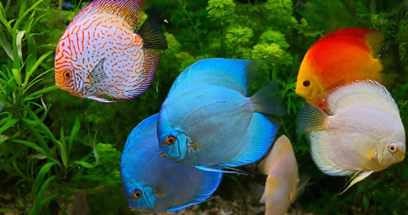 Tropik canlılar niyə rəngarəng və müxtəlifdir?