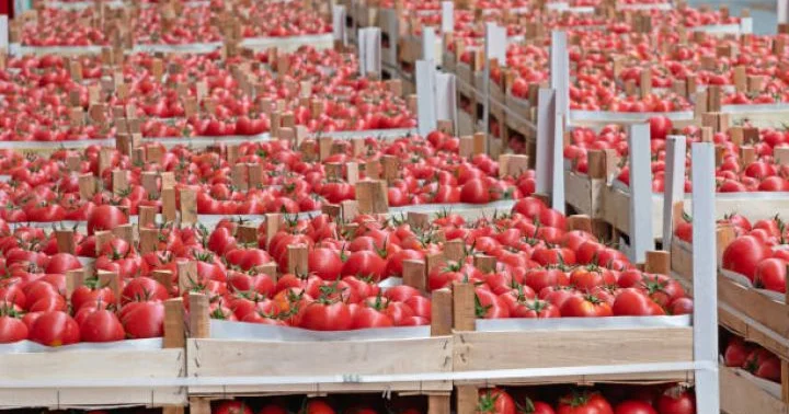 Xarici ölkələrə 158 min ton satılıb, 175 milyon dollar gəlir götürülüb